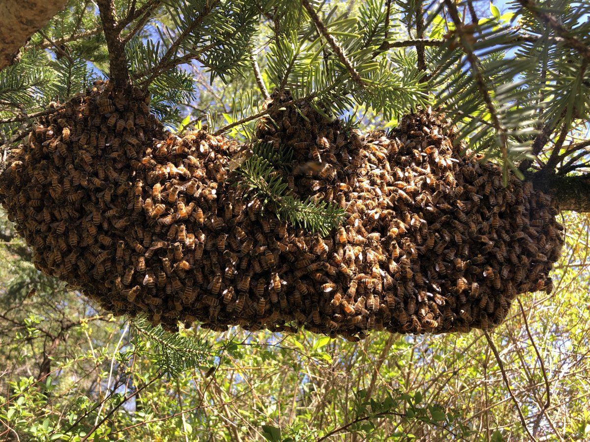 A swarm clustered on a fir tree branch