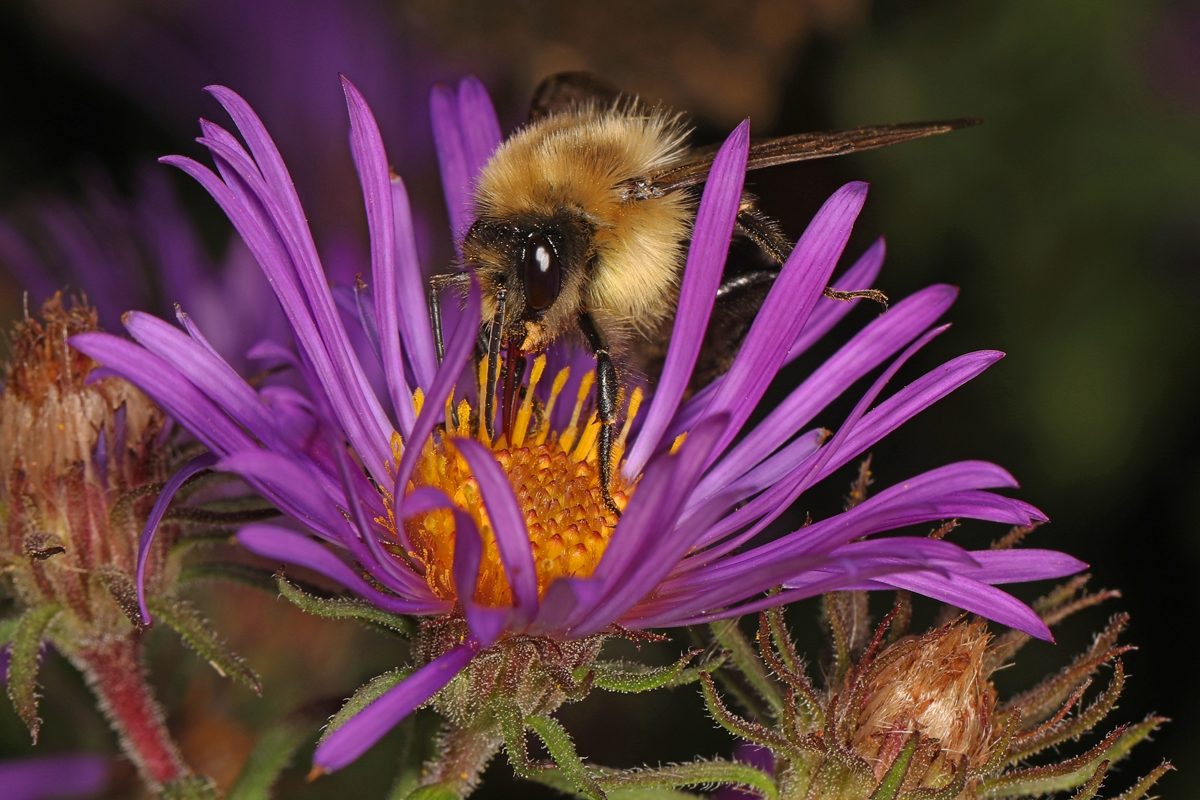 A fuzzy common eastern bumble bee on a flower