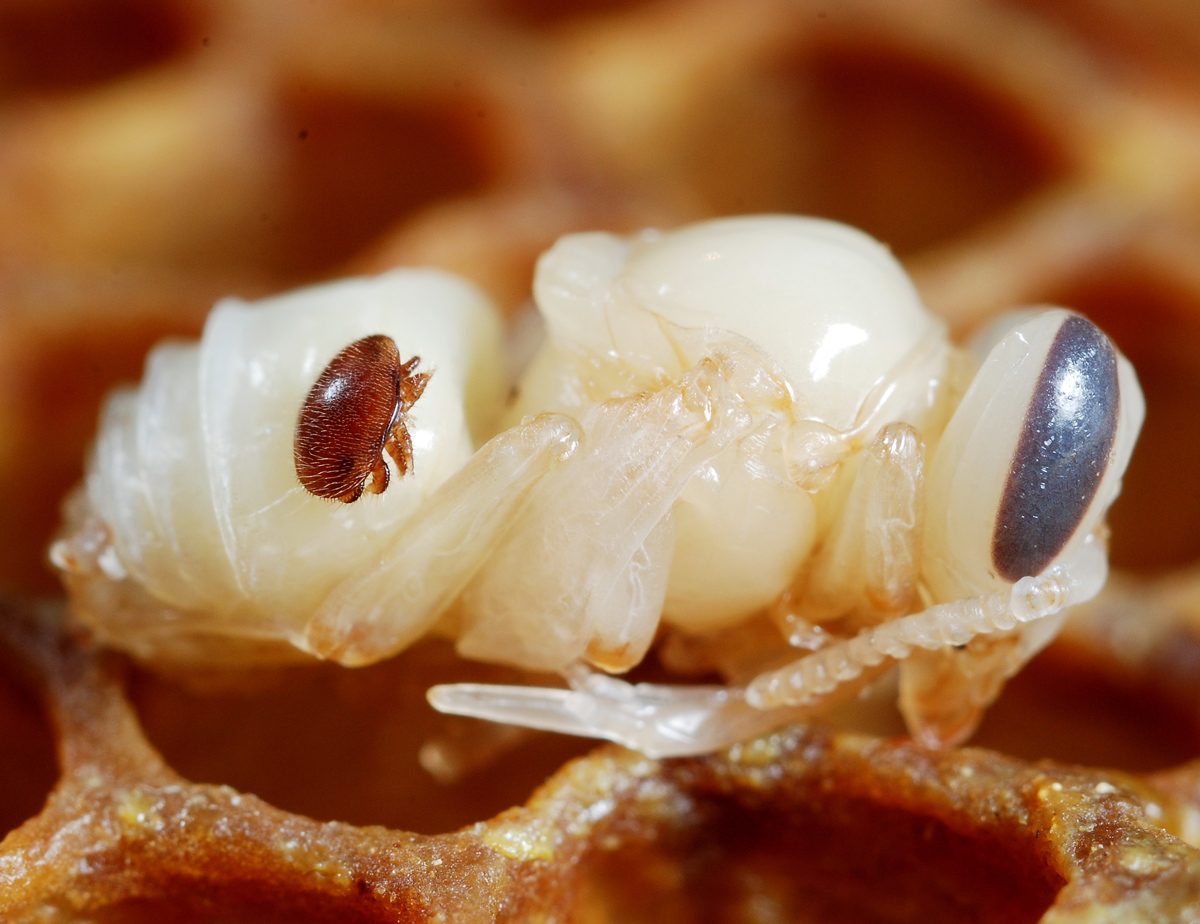 Varroa mites on a bee pupa