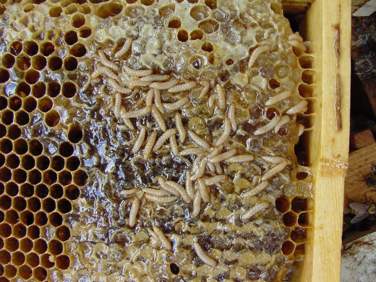 Small hive beetle larvae in comb