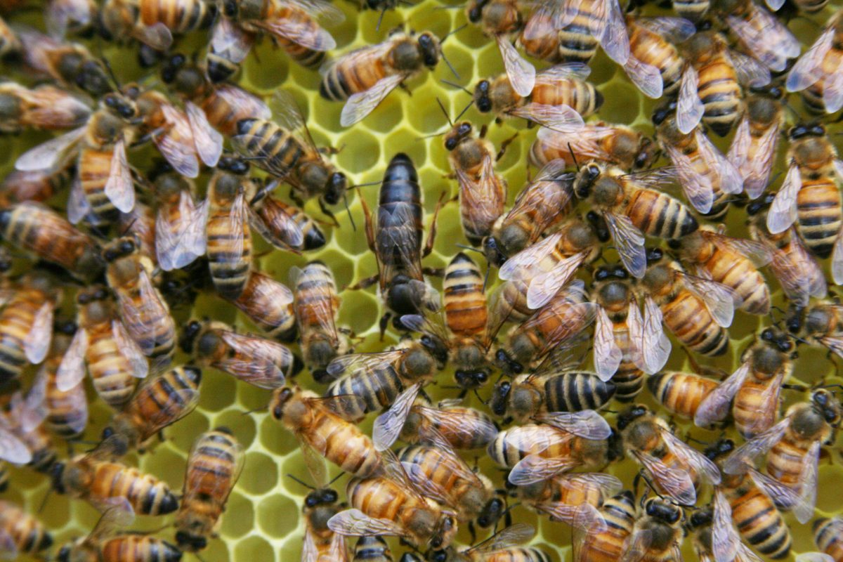A queen surrounded by workers on a frame