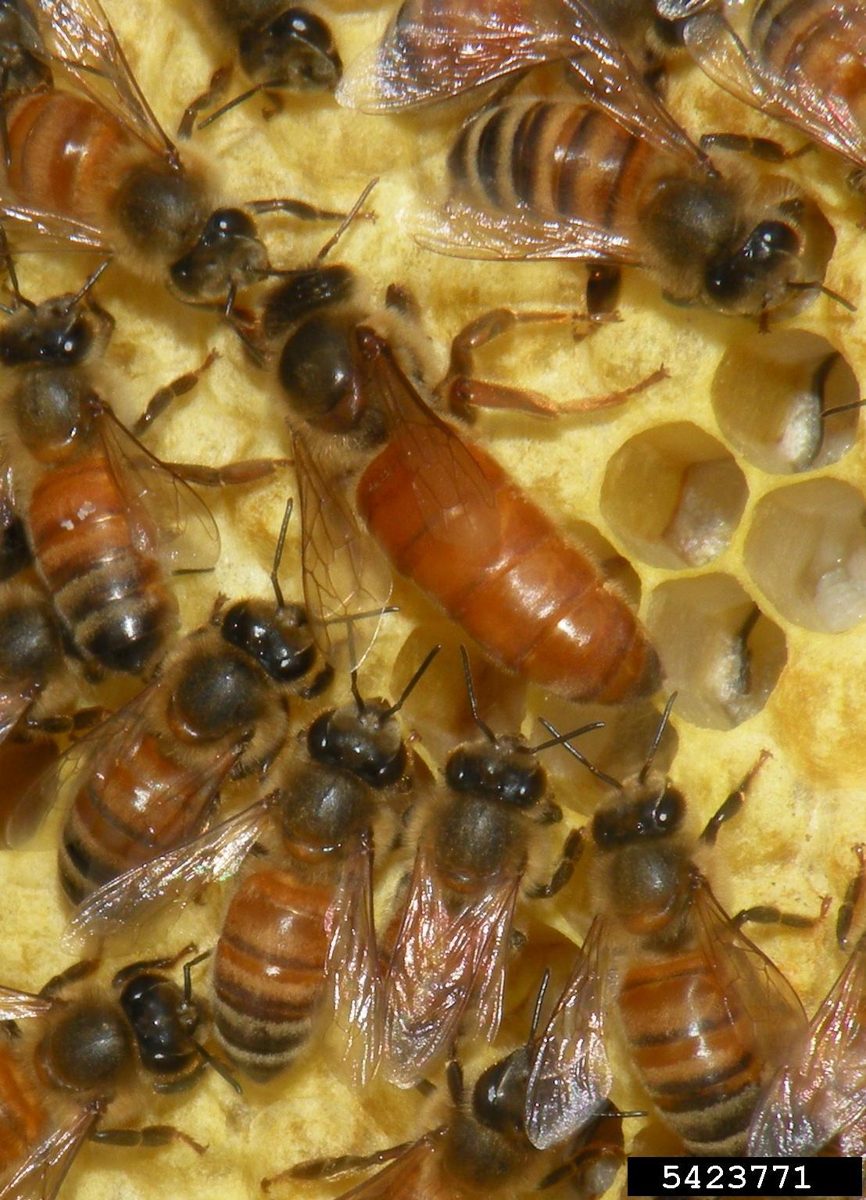 A queen surrounded by worker bees on comb