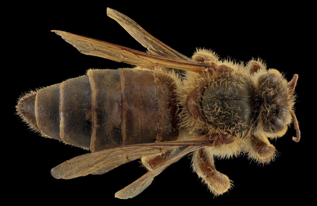 A queen seen from above