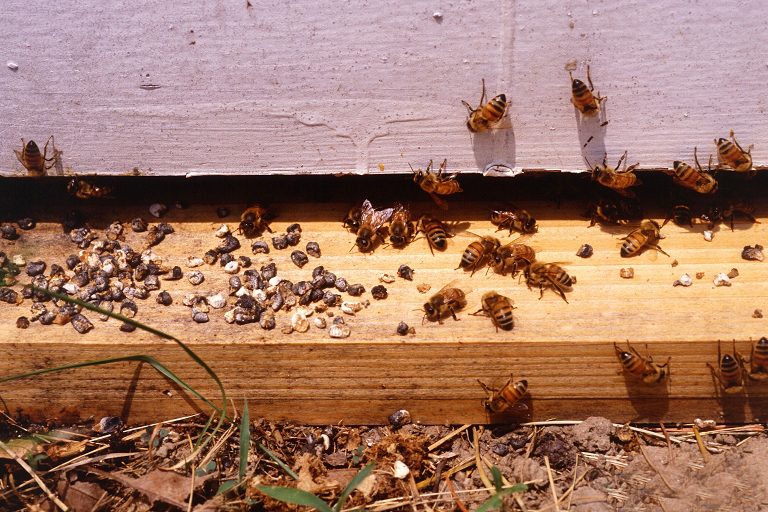 Chalkbrood mummies, white and black, on the landing board of a hive