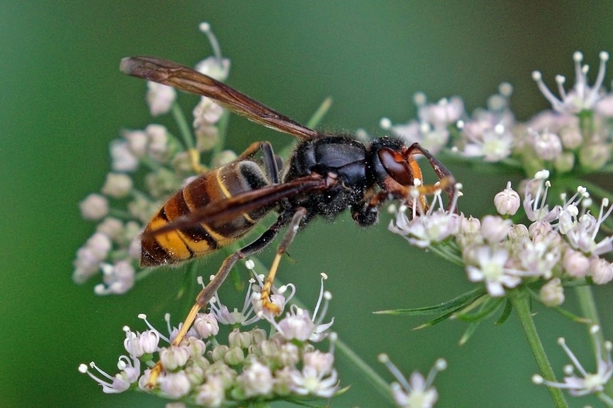A yellow-legged hornet on white flowers, with a dark body, one orange band near the tail and yellow leg tips