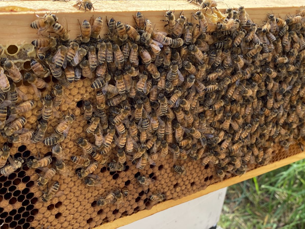 Bees on a solid sheet of capped worker brood