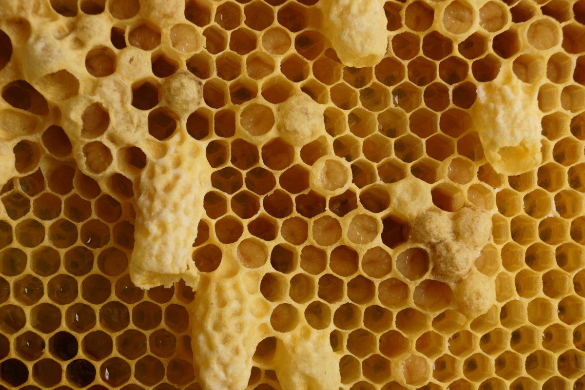 Queen cells built on a comb after the queen was lost