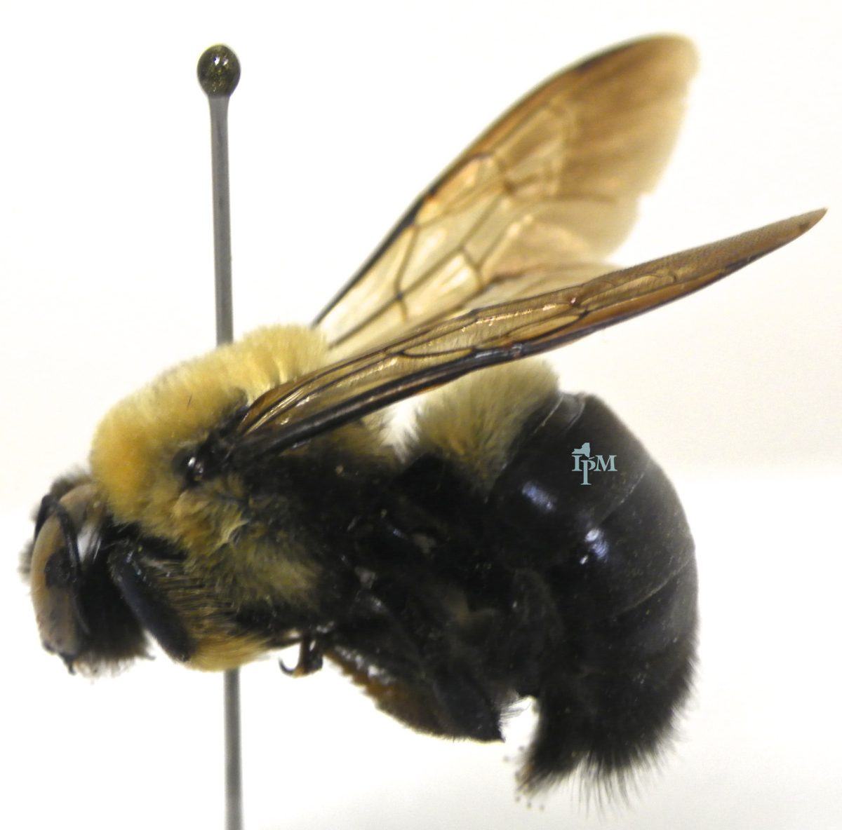A large black carpenter bee with a shiny hairless abdomen