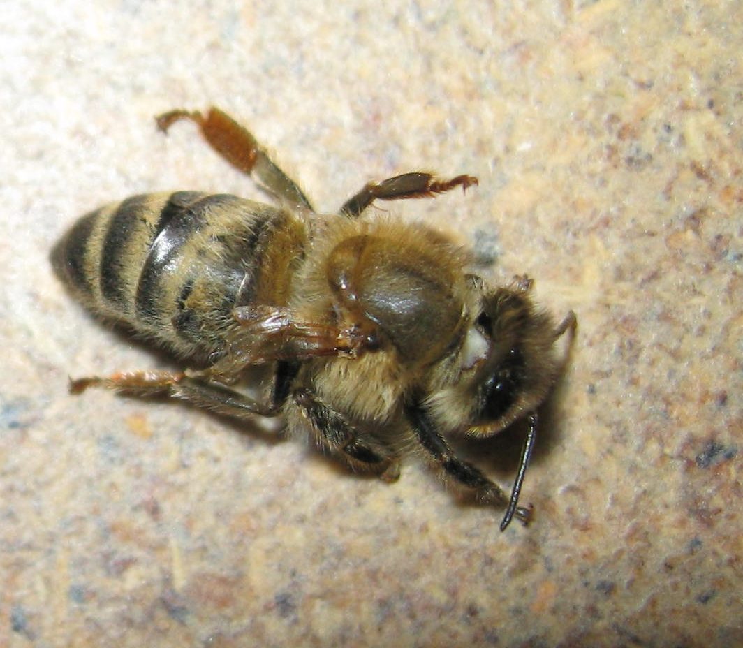 A worker bee with shriveled, deformed wings from deformed wing virus
