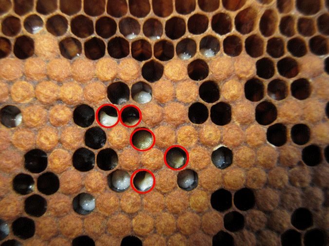 Larvae with European foulbrood, discolored and twisted in their cells
