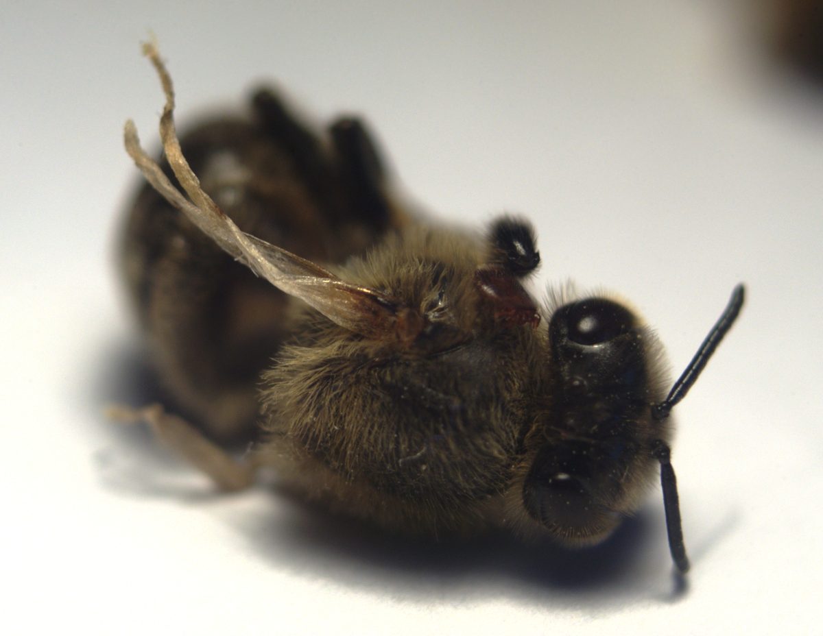 A bee with deformed wings and a varroa mite on its body