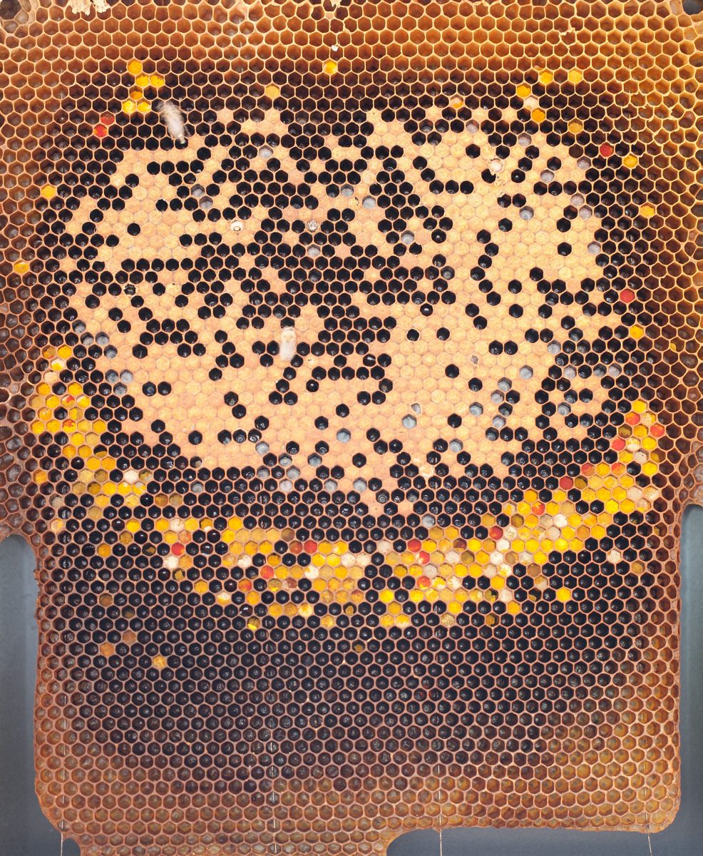 A frame with capped honey, open honey and pollen