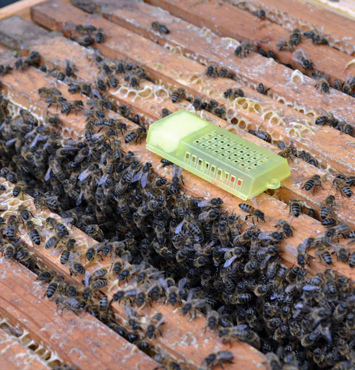 A new queen being introduced to a queenless colony