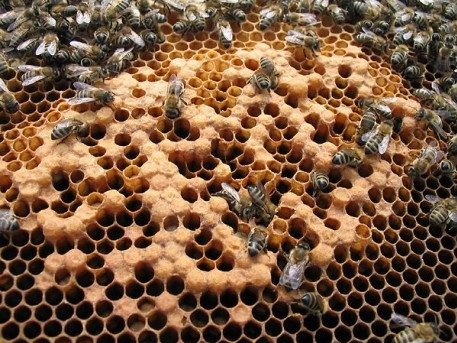 Close-up of cells with eggs laid by laying workers