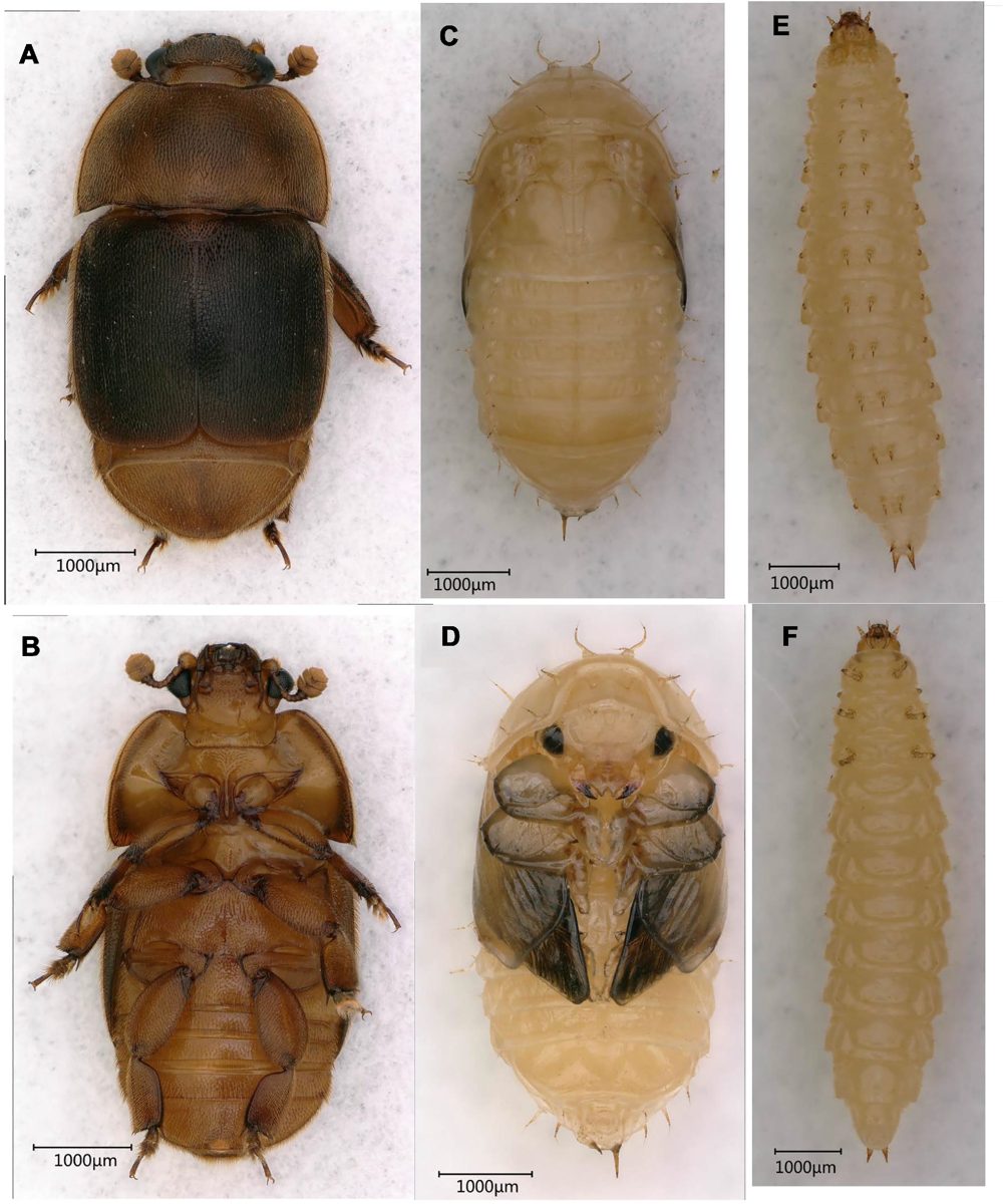 Egg, larva, pupa and adult small hive beetle
