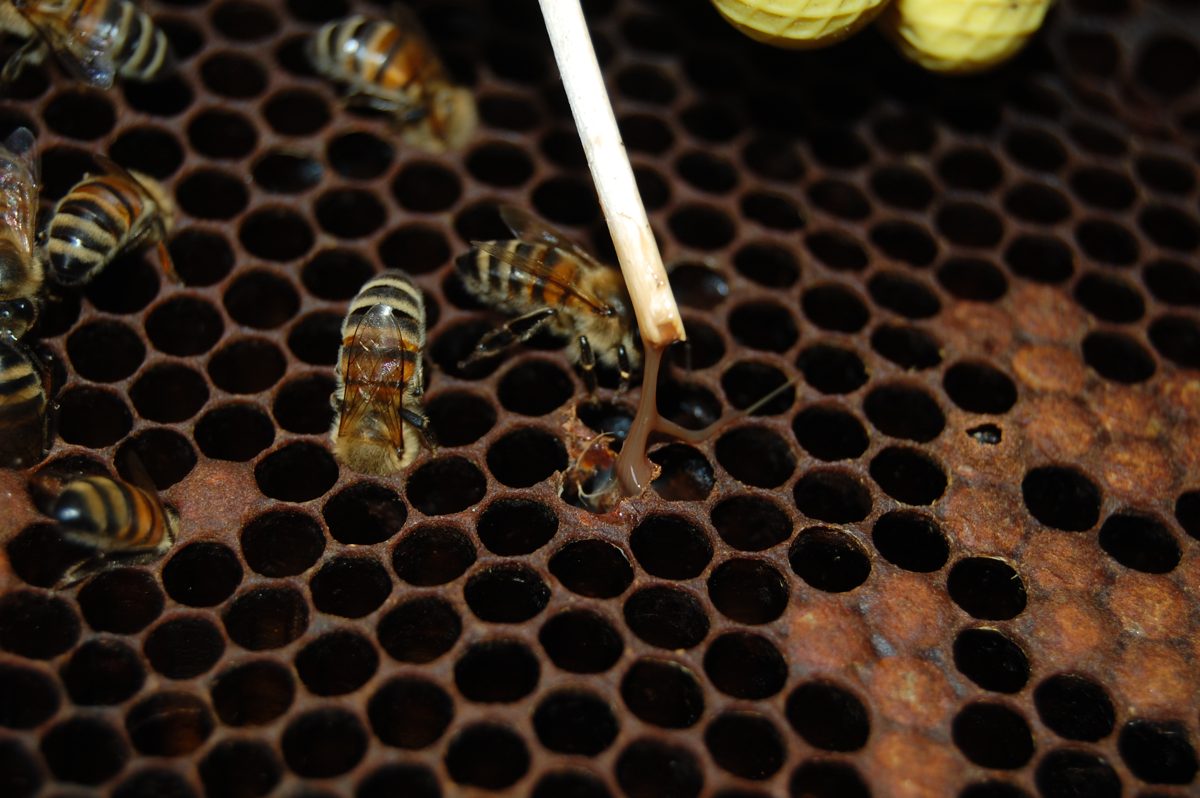 Close-up of cells with American foulbrood