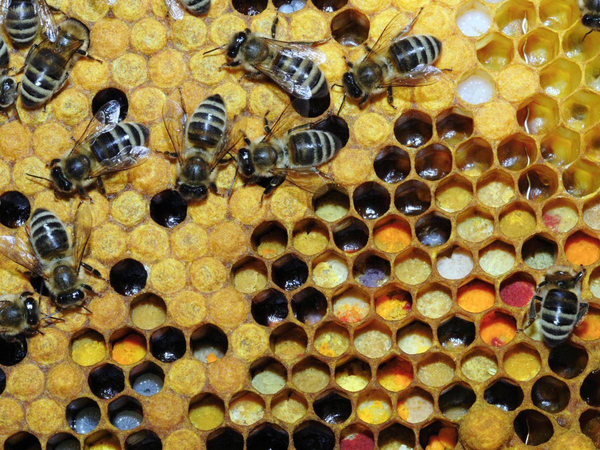 Cells packed with pollen of different colors beside capped brood