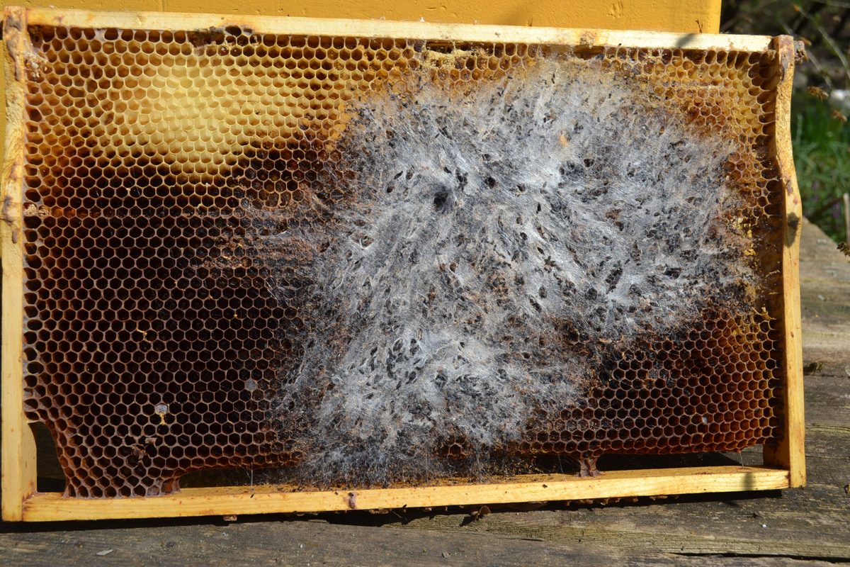 A comb destroyed by wax moth larvae, full of tunnels and webbing