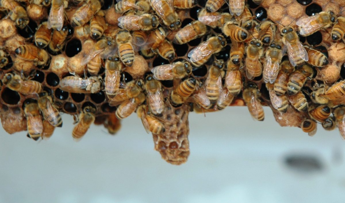 Three queen cells hanging from a comb