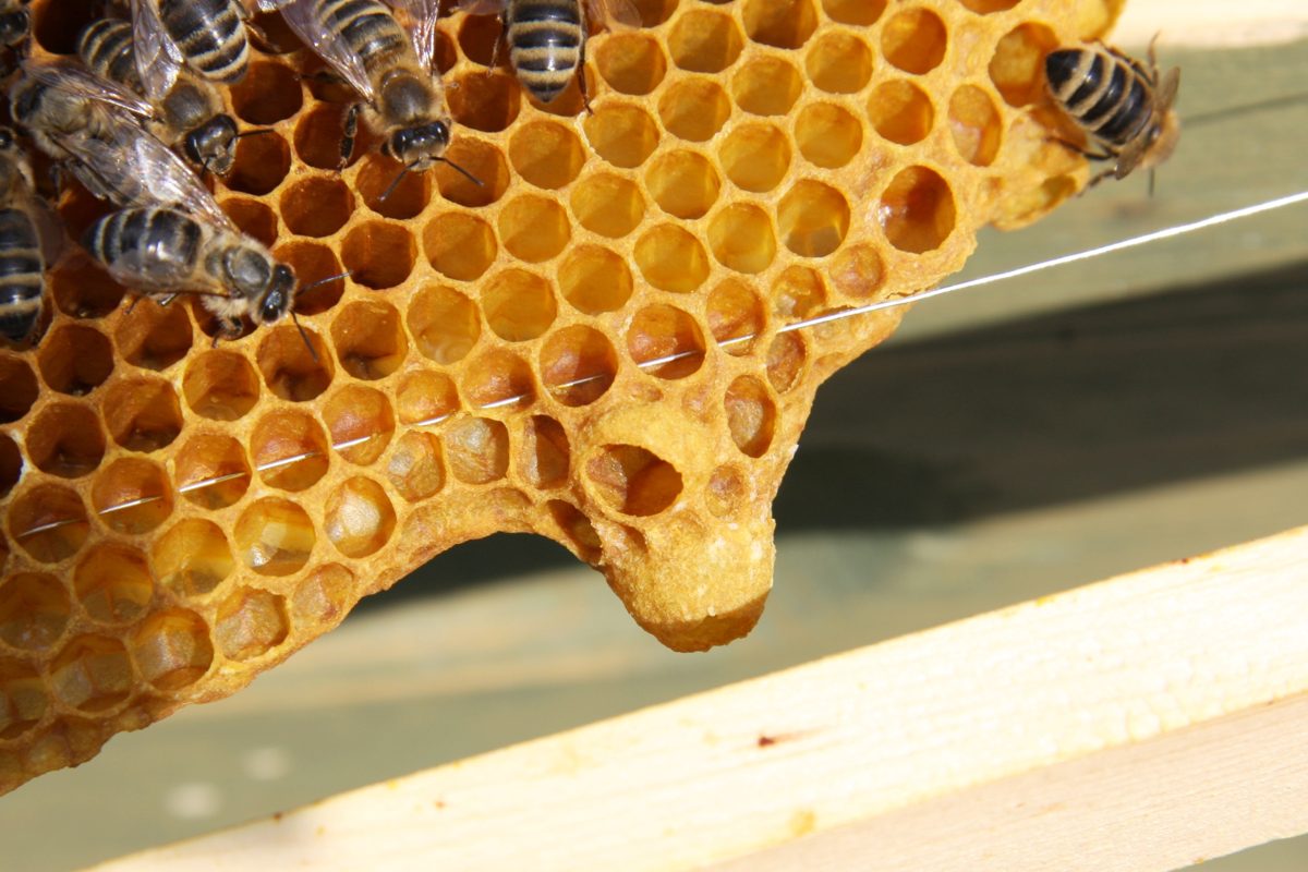 An open queen cell with a larva in royal jelly