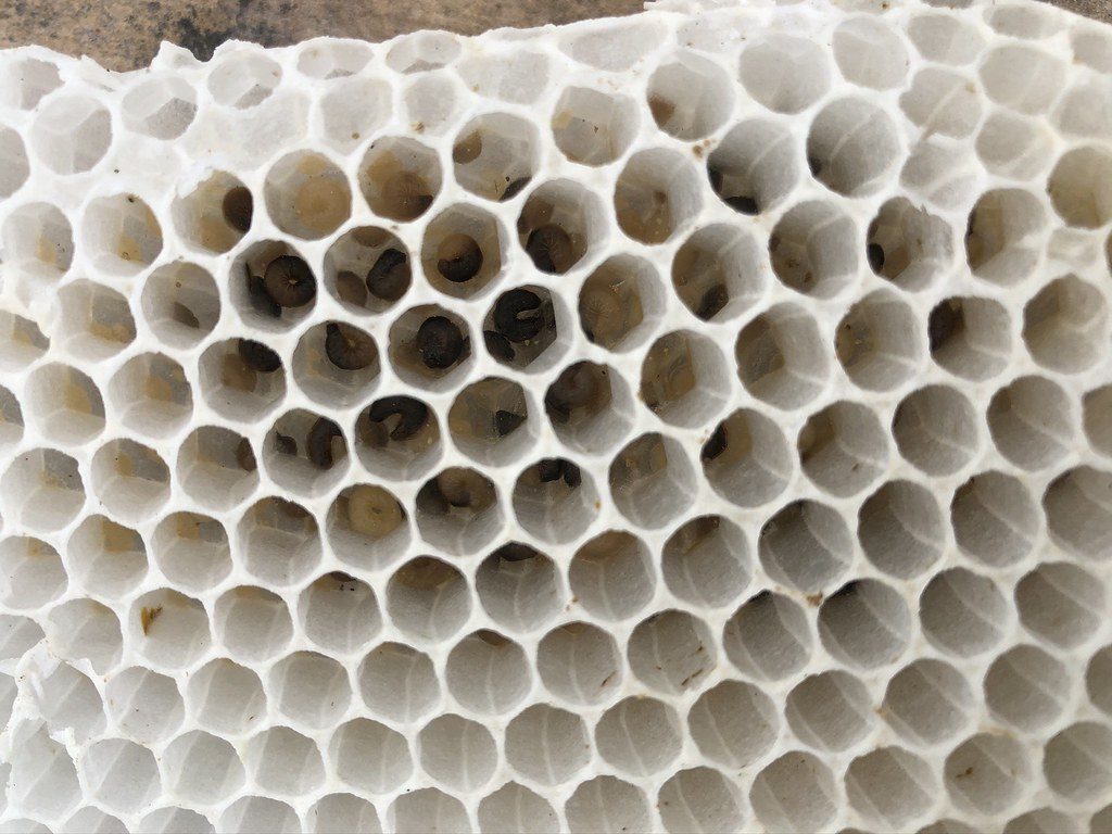 Dead, darkened larvae curled in their cells from chilled brood