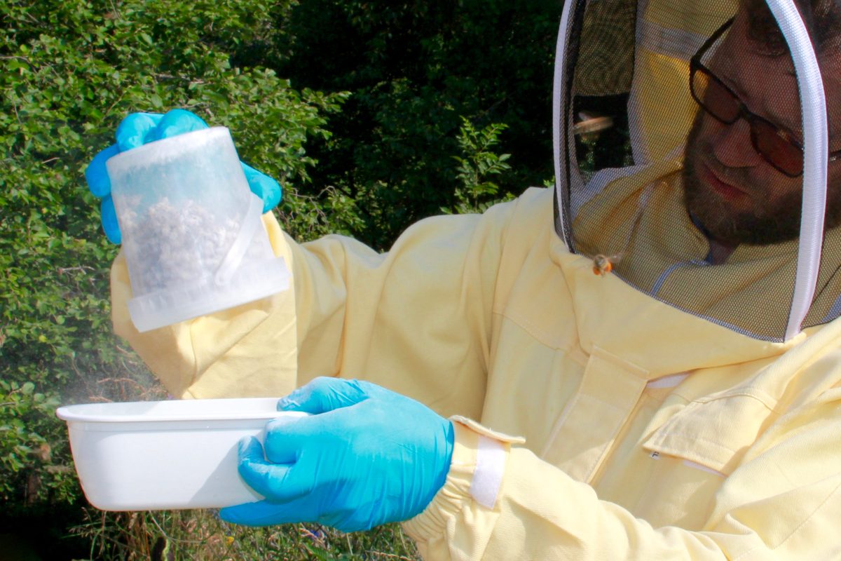 A beekeeper doing a powdered sugar mite check with a jar
