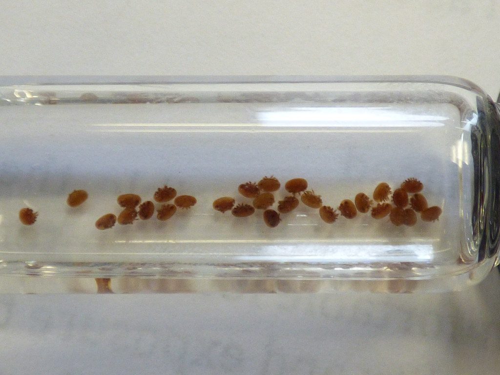 Varroa mites collected in a glass vial after an alcohol wash