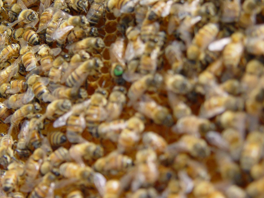 A marked queen on comb among workers