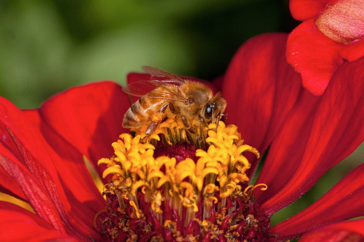A honey bee collecting nectar on a flower