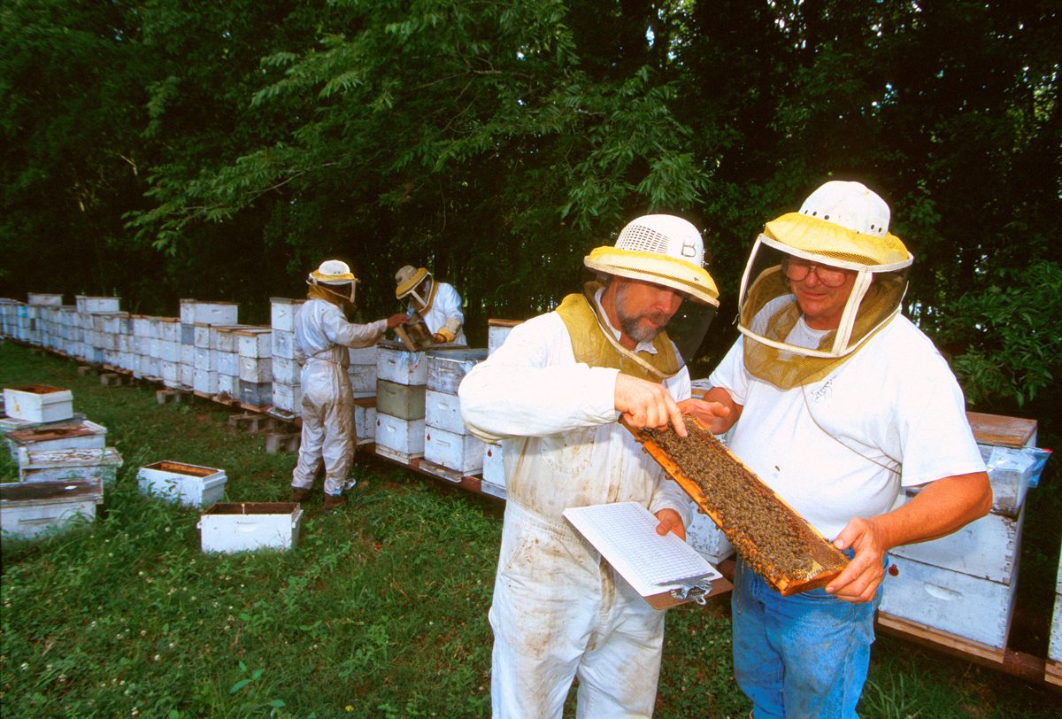 Two beekeepers inspecting a frame beside an open hive